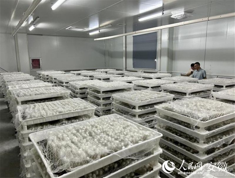 �Q�O������W(w��ng)ӛ�� ���w�S�z